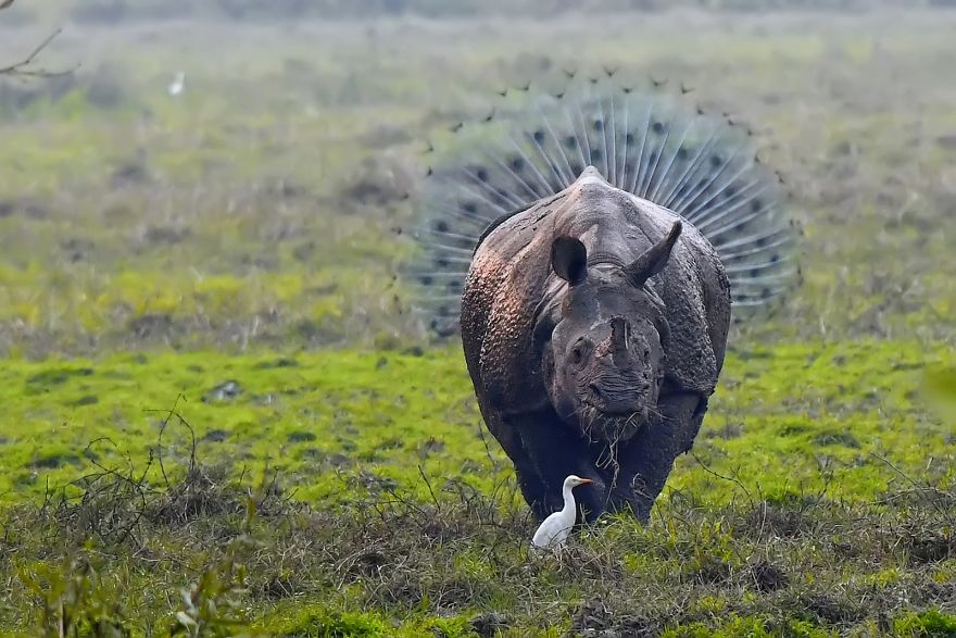 工讀生快粗乃！30張「搞笑野生動物攝影獎」爆笑得獎照　北極熊做瑜珈太可愛啦❤