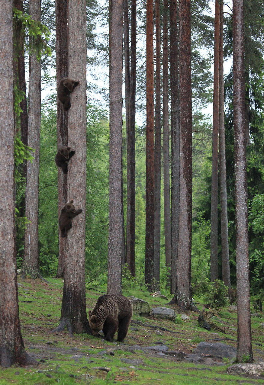 工讀生快粗乃！30張「搞笑野生動物攝影獎」爆笑得獎照　北極熊做瑜珈太可愛啦❤