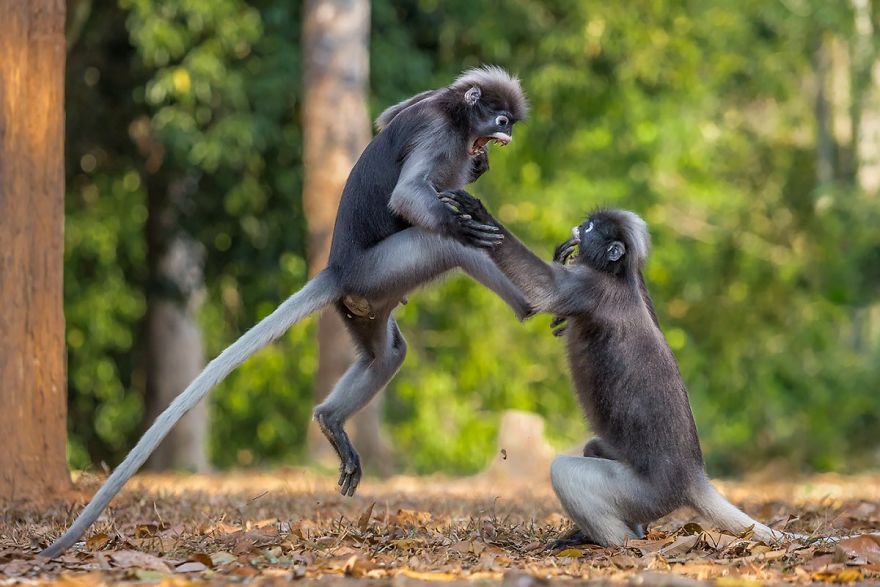 工讀生快粗乃！30張「搞笑野生動物攝影獎」爆笑得獎照　北極熊做瑜珈太可愛啦❤