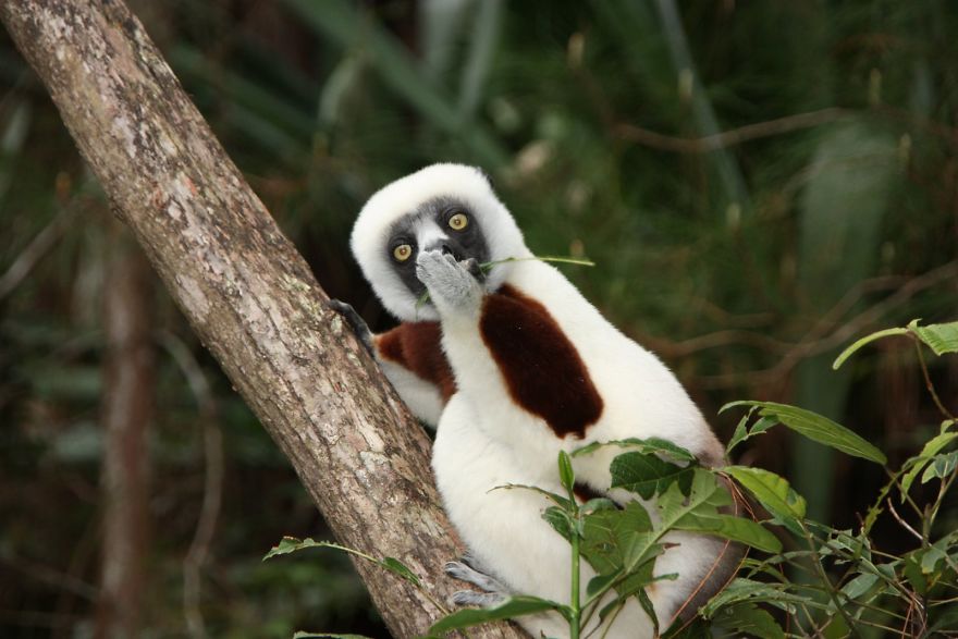 工讀生快粗乃！30張「搞笑野生動物攝影獎」爆笑得獎照　北極熊做瑜珈太可愛啦❤